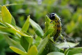 La pyrale du buis est un papillon nocturne de 36 à 44 mm d'envergure, aux ailes blanches et marron et il est par exemple possible de ramasser les chenilles à la main et de les détruire. Lutter Contre La Pyrale Du Buis Jardiner Autrement
