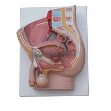 The thoracic segment of the trunk, the abdominal segment of the trunk, and the perineum. Human Male Penis Urinary Bladder Anatomical Medical Model Urology Anatomy Ebay