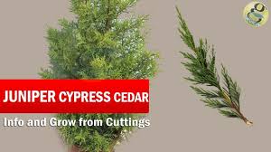 One gallon hard grown potted western red cedar $ 9.95. Juniper Cypress Or Cedar Tree Care And How To Grow From Cuttings Golden Cypress In English Youtube