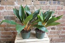 Image result for Chlorophytum anceps