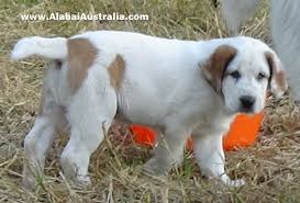Contact us now to reserve your puppy, as most are placed prior to their birth***. Alabai Australia Home Facebook