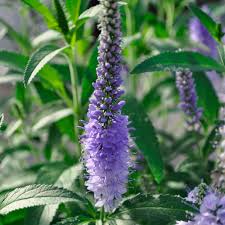 Image result for Veronica abyssinica