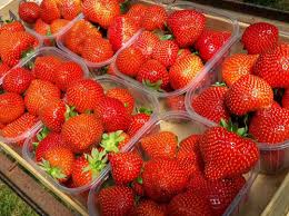Jun 29, 2021 · listino n. Varieta Di Fragole Sensation Foto Recensioni Descrizioni Caratteristiche