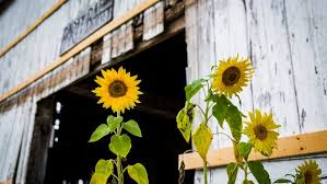 Add the finishing touch with silk flowers that will be in bloom all year round. Bza Ok S U Pick Flower Farm With Historic Barn