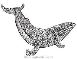 These whale coloring pages feature blue whales, humpback whales, orcas, and more. Whale Adult Coloring Page