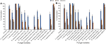 Solanaceous vegetables are affected by a range of viral diseases. Endophytic Fungi Protect Tomato And Nightshade Plants Against Tuta Absoluta Lepidoptera Gelechiidae Through A Hidden Friendship And Cryptic Battle Scientific Reports