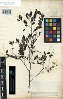 Image result for Phyllanthus ovalifolius