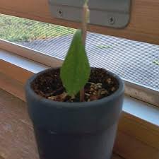 Image result for Cola clavata