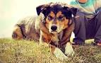 7 Facts That Will Make You Love the Border Collie German ...