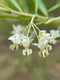 Image result for Gomphocarpus fruticosus
