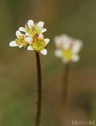 Image result for Buchnera capitata