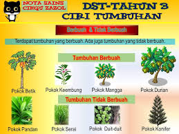 Sains Tahun 2 Urutan Tumbesaran Tumbuh Tumbuhan Cikgootube Cikguzoul Youtube Cute766