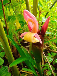 Image result for Aframomum angustifolium