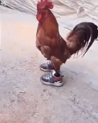 مدونة موقع فايع للصور صور متحركة منوعة Gifs مضحك Funny Chicken Humor Funny Gif Cute Funny Animals
