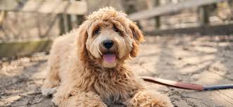 Raw dog food, nutritional boosters, dog dental care Goldendoodle Size Breed Lifespan And Other Facts