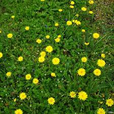 Maybe you would like to learn more about one of these? 20 Piante Che Potreste Incontrare Lungo Una Strada Di Campagna Blog Di Matematica E Scienze