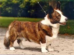 Black And Tan Corgi Mix Seven Corgis Thirty Four Years And A Lifetime Of Dog Dreams The Daily Corgi With Images Corgi Corgi Mix Corgi Pictures