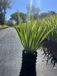 Apostle 'Blue Walking' Iris — Jolly Green Nursery