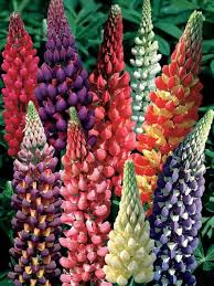 Of, or pertaining to, the wolf. Lupine Woodfield Hybrids Bluestone Perennials