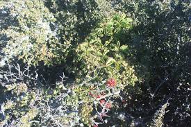 Image result for Cyphostemma quinatum