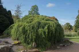 For practical purposes, evergreen shrubs are classified as broadleaved or narrowleaved. 20 Evergreen Shrubs For A Perfect Garden