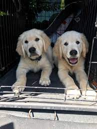 Leroy's country pups in tampa. Puppy Adoption Golden Retriever Bone S Retrievers Wesley Chapel Fl