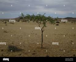 Image result for Maerua nervosa