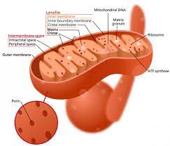 Structure Of A Mitochondrion Mitochondria Are Organelles Of The Eukaryotic Cells That Provide The Energy Mitochondrial Dna Mitochondrial Cellular Respiration
