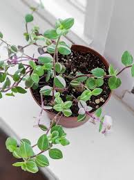 I've got callisia pink lady but now i want this one! How To Care For The Adorable Callisia Repens Bianca