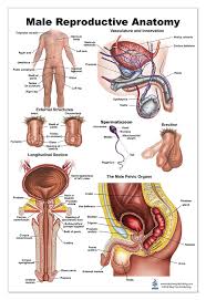 Enjoy a collection of references for character design: Male Reproductive Anatomy Poster Amazon Com Industrial Scientific