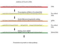 Since all mrna sequences expressed the same egfp protein sequence and we measured fluorescent (i.e., mature functional) protein, we could assume constant rates of protein maturation. Rna Editing Wikipedia