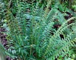 Image result for Elaphoglossum acrostichoides