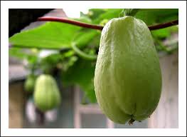 Kết quả hình ảnh cho Cách trồng su su ra nhiều quả