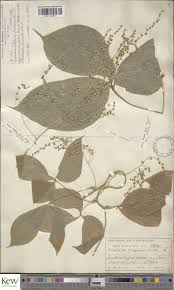 Image result for Dioscorea dregeana