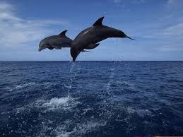 What is interesting about these animals is their social behavior, because they are known as very social animals. Follow A Pod Of Dolphins