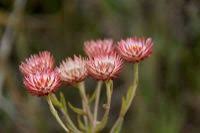 Image result for Helichrysum ellipticifolium