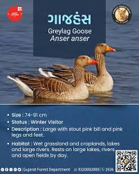 Image result for Anticharis senegalensis