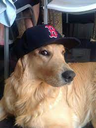 Fenway Sporting His Red Sox Hat Even Though I Am A Yankees Fan He Is Still Cute Golden Retriever Golden Retriever Facts Dog Halloween Costumes