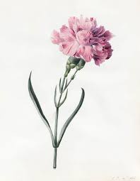 Princess Louise D Orleans Carnation Nelke Water Colour Nelke Tattoo Nelken Blumen Blumen Zum Zeichnen