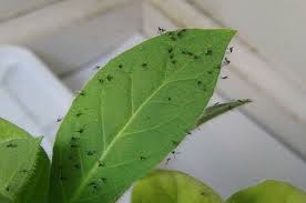 Soil gnats look like miniature versions of mosquitoes. How To Get Rid Of Gnats In Soil Family Food Garden