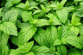 It is vibrant and bursting with mouthwatering flavors. Health Benefits Of Peppermint