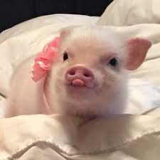 Resultat De Recherche D Images Pour Je Vais Porter Plainte Contre L Arnaque Shigeru Onda Cute Baby Pigs Cute Piglets Cute Baby Animals