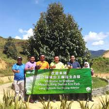 Unlike other fruits, durian has a mysterious power which can fascinate people! é¦¨ä¹‹å›­ Sindiyan Fama Hq Sindiyan The Largest Durian Plantation In Malaysia