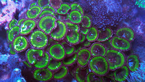 Image result for Polystachya pamelae