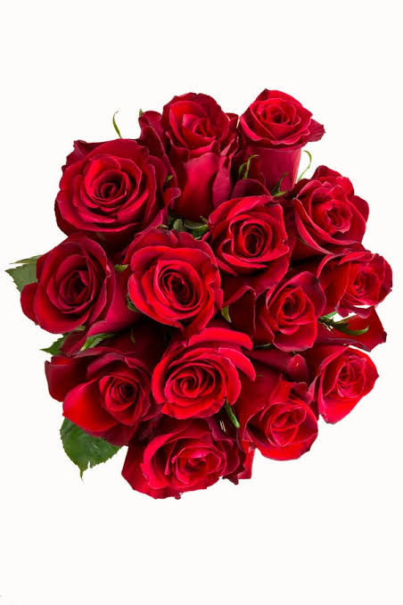 Freedom Red Rose