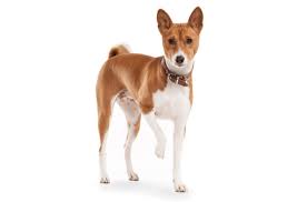 Maybe you would like to learn more about one of these? Basenji Puppies For Sale In Long Beach California Adoptapet Com