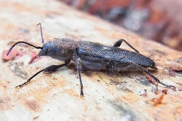 A Complete Guide To Woodworm And How To Treat It In The UK - Preservation Shop