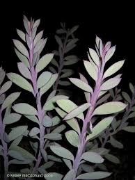 Image result for Senecio propior