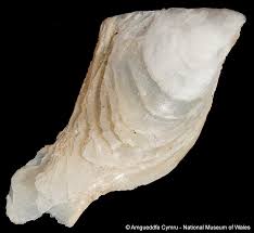 Image result for Isoglossa vulcanicola