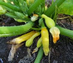 There is often webbing visible on the plant. Pender Gardener Hot Dry Weather Causes Blossom End Rot Squash Plant Veggie Garden Patio Container Gardening